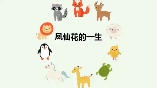 《凤仙花的一生》精品课件