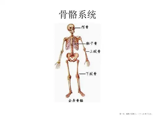 人体解剖学图谱