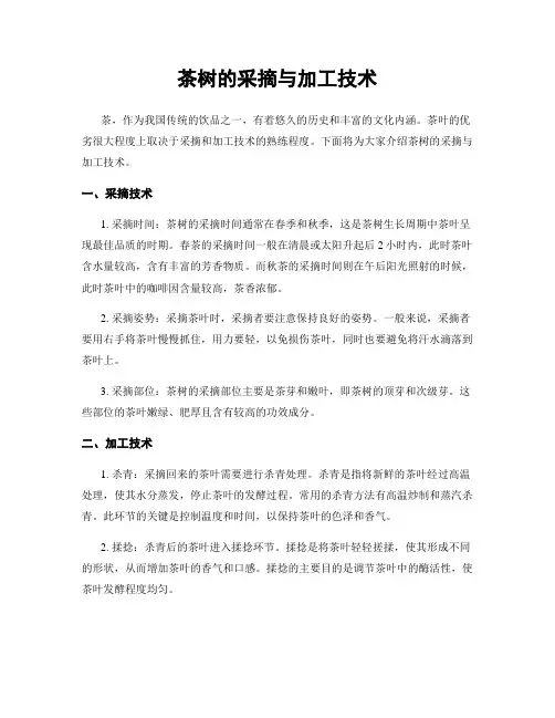 茶树的采摘与加工技术