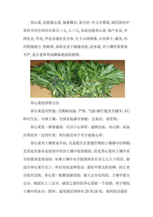 养心菜的养殖方法和注意事项