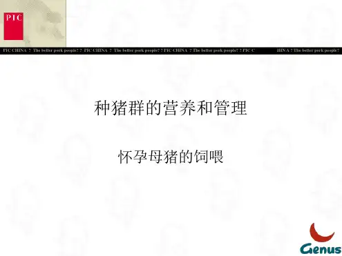 PIC怀孕母猪的饲喂剖析