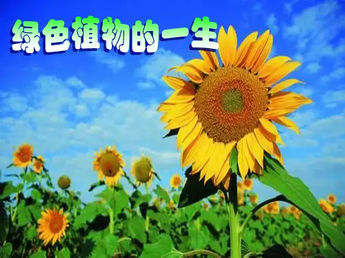 《绿色植物的一生》PPT课件