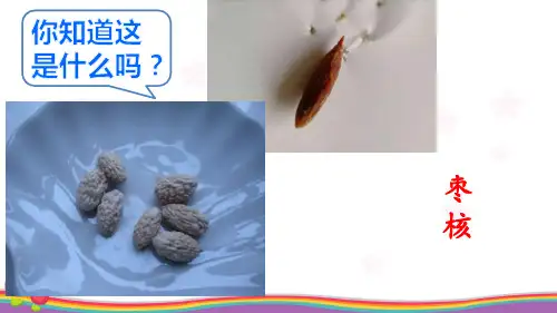 三年级下册《枣核》课件下载部编版