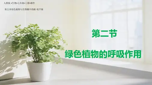 3.5.2绿色植物的呼吸作用(课件)七年级生物上册(人教版)