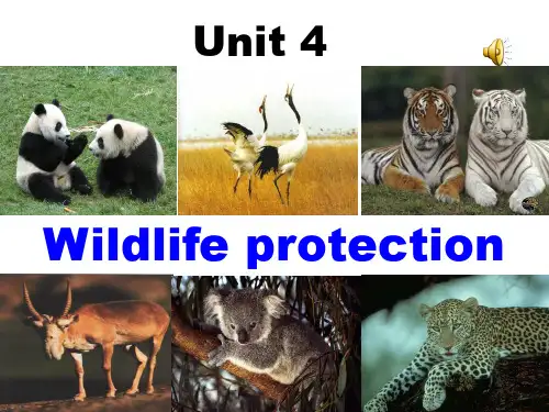 人教版高中英语 必修二 Unit4 《Wildlife  protection  ---Warming up 》(共32张PPT)