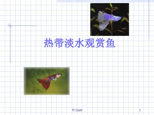《热带淡水观赏鱼》PPT课件