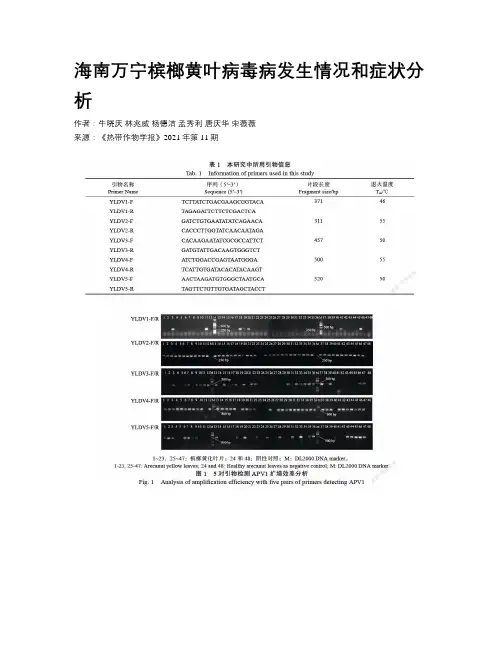 海南万宁槟榔黄叶病毒病发生情况和症状分析