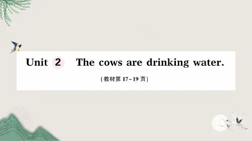 金牛区XX小学六年级英语下册 Module 3 Unit 2 The cows are drink