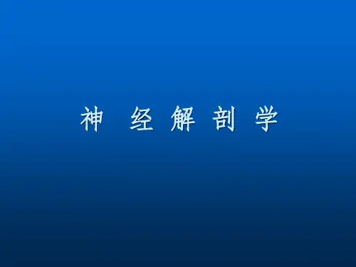 神经解剖学ppt课件