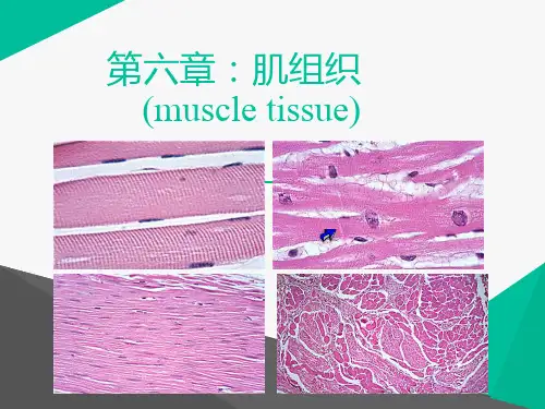 肌组织  ppt课件详解