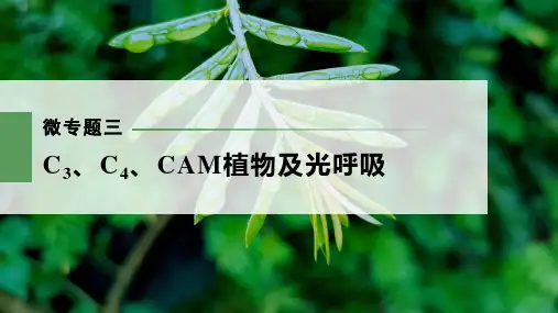 人教版   必修一 微专题三 C3、C4、CAM植物及光呼吸 课件 (36张)