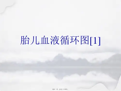 胎儿血液循环图[1]