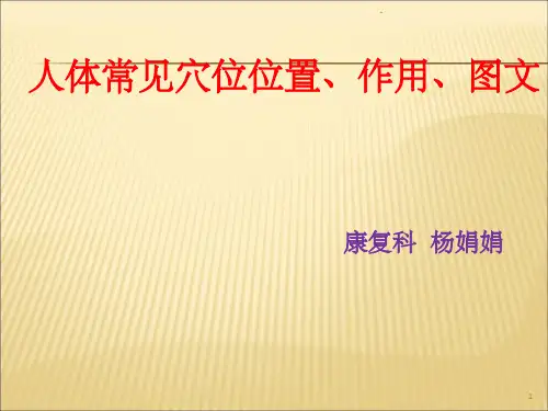 常见穴位 ppt