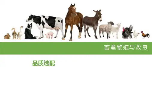 品质选配课件(共18张PPT)《畜禽繁殖与改良》