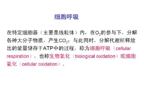 第六章 线粒体