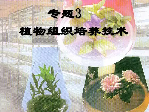 植物组织培养技术.pptx