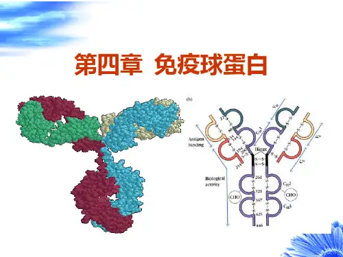 第四章  免疫球蛋白