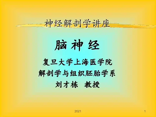 神经解剖学脑神经(复旦)-非常好的解剖PPT课件