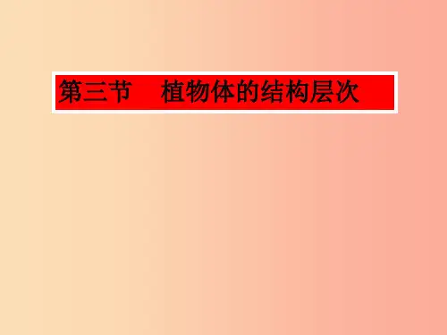 2019年七年级生物上册2.2.3植物体的结构层次课件3 新人教版PPT