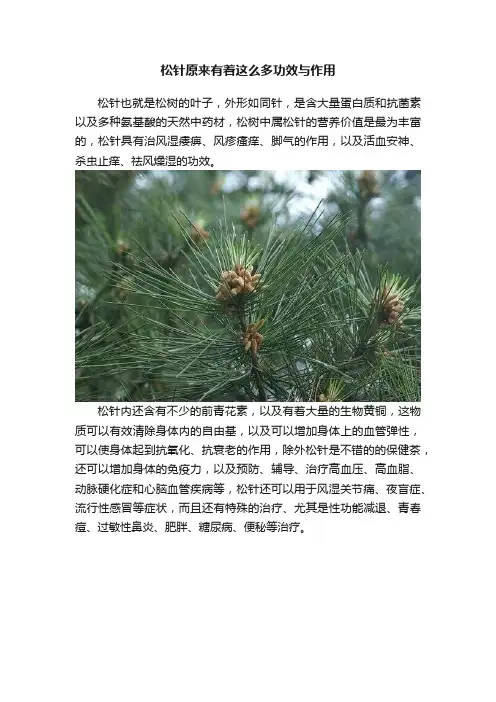 松针原来有着这么多功效与作用