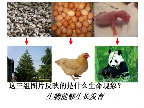 细胞的分裂与分化