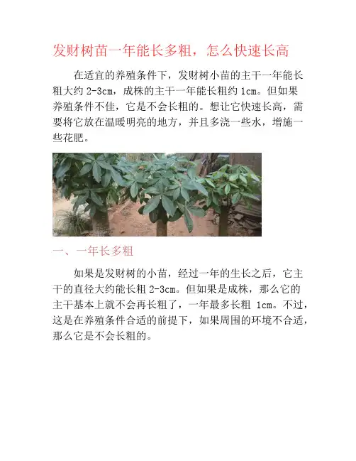 发财树苗一年能长多粗,怎么快速长高-养花技巧