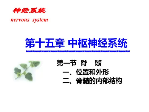 脊髓、脑干、间脑、小脑.ppt