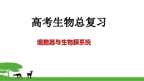 高考生物总复习-细胞器与生物膜系统