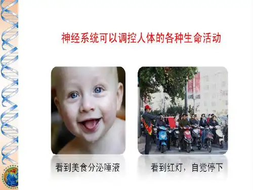 苏教版七年级下册生物12.2 人体的神经调节课件(共21张PPT)