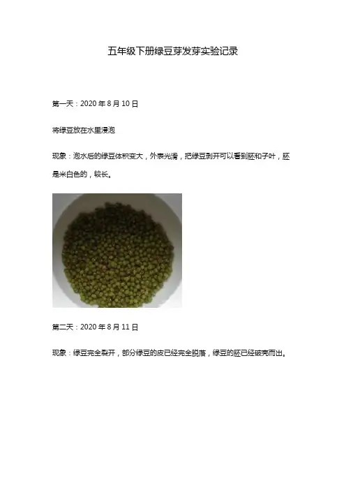五年级下册绿豆芽发芽实验记录