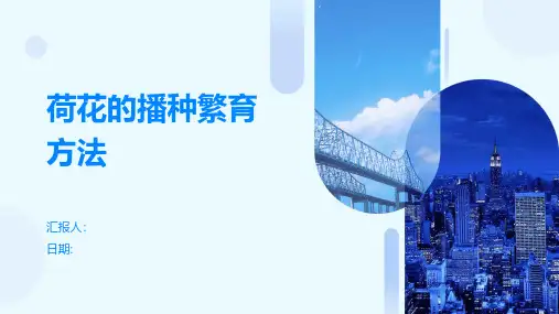 荷花的播种繁育方法