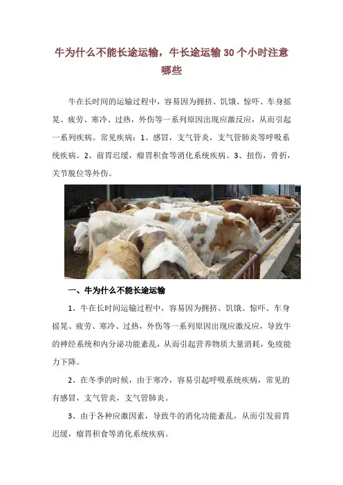 牛为什么不能长途运输,牛长途运输30个小时注意哪些