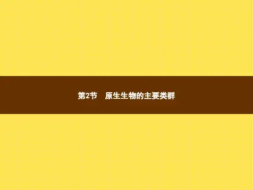 22.2 原生生物的主要类群