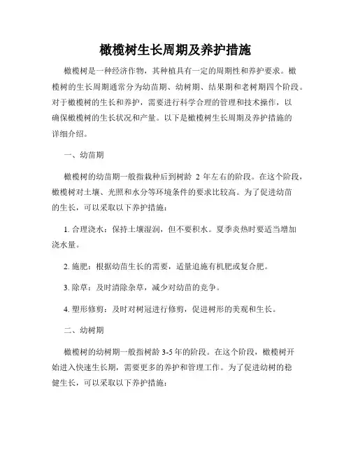 橄榄树生长周期及养护措施