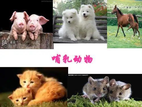 哺乳动物