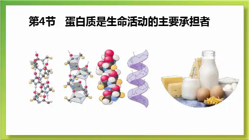 高中生物必修1第二章第四节蛋白质生命活动的承担者