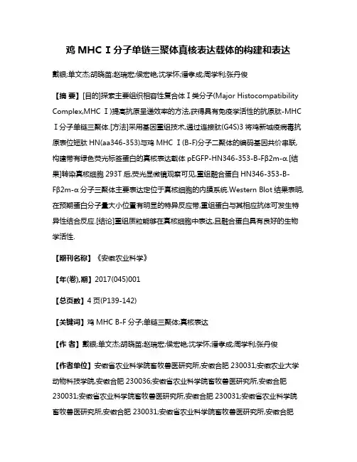 鸡MHC Ⅰ分子单链三聚体真核表达载体的构建和表达