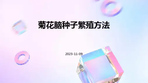 菊花脑怎样进行种子繁殖