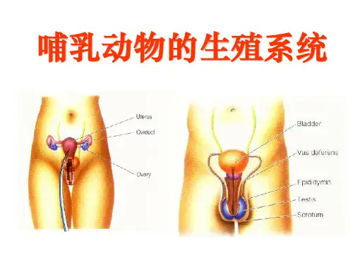 发育生物学——哺乳动物的生殖系统