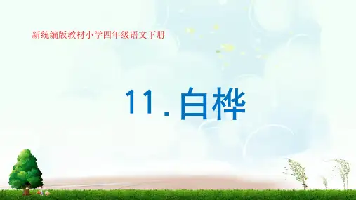 (精品课件)新统编版四年级语文下册第11课《白桦》优质公开课课件