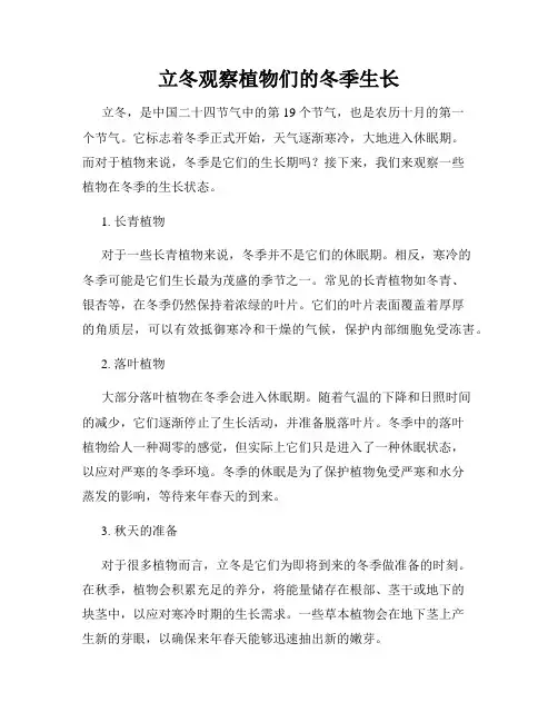立冬观察植物们的冬季生长