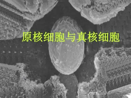 原核细胞与真核细胞ppt2 优秀课件