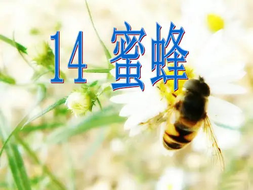 部编版小学语文三年级下册《 蜜蜂 》课件