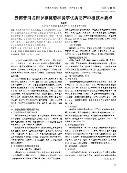 云南普洱龙街乡核桃套种魔芋优质高产种植技术要点