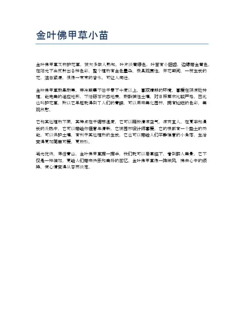 金叶佛甲草小苗