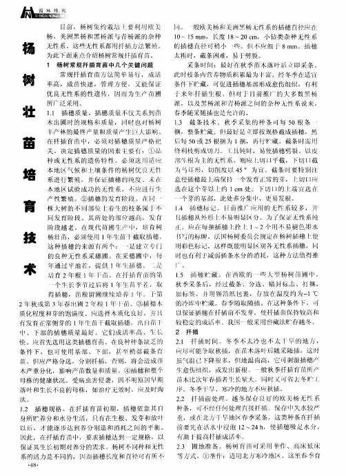 杨树壮苗培育技术