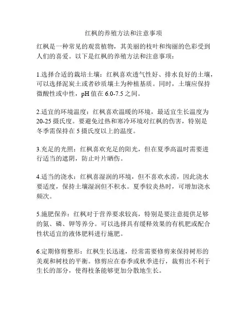 红枫的养殖方法和注意事项