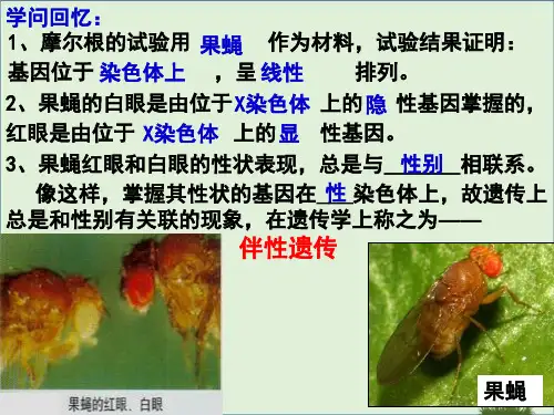 伴性遗传范文