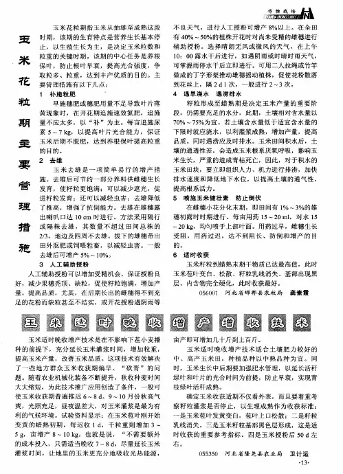 玉米适时晚收增产增收技术