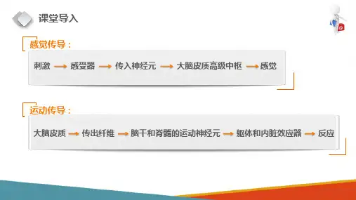 神经传导通路—感觉传导通路(正常人体结构课件)